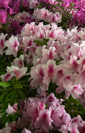 かんなの写メ日記画像