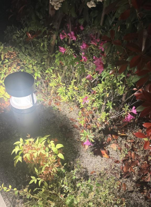 たまきの写メ日記画像