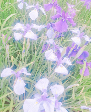 一条あずさの写メ日記画像