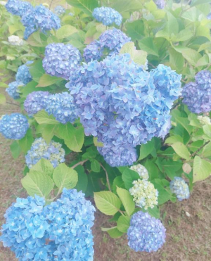 一条あずさの写メ日記画像