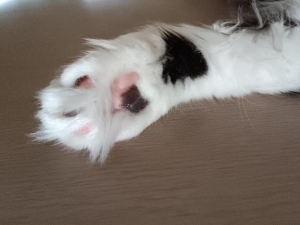 ゆいの写メ日記画像