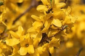 ききCAの写メ日記画像