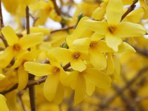 ききCAの写メ日記画像