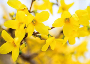 ききCAの写メ日記画像