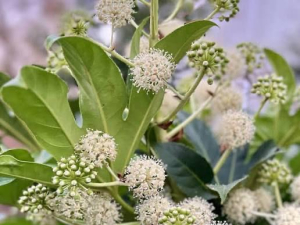 ききCAの写メ日記画像