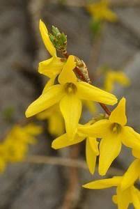 ききCAの写メ日記画像