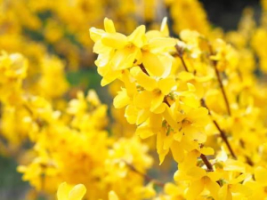 ききCAの写メ日記画像