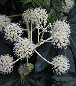 ききCAの写メ日記画像