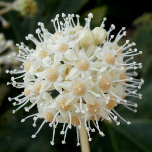 ききCAの写メ日記画像