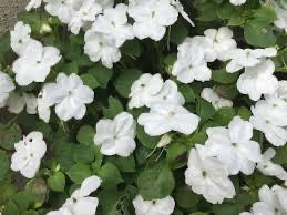 ききCAの写メ日記画像