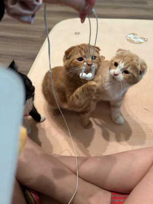 やよいCAの写メ日記画像