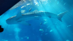 まみこの写メ日記画像