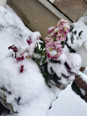 じゅんなの写メ日記画像