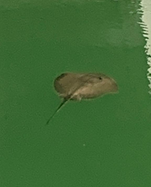 涼風はるかの写メ日記画像