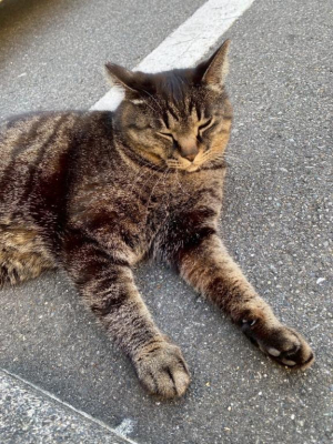 涼風はるかの写メ日記画像